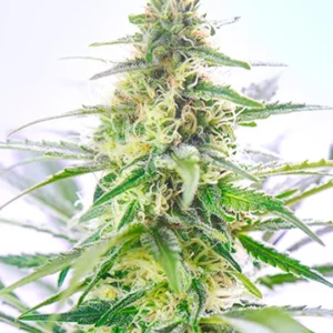 Tangerine Dream Autoflower Growers Choice Cannabis Plant