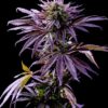 Tropicana Cookies Autoflower Growers Choice Plant