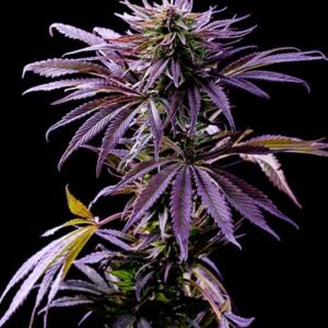 Tropicana Cookies Autoflower Growers Choice Plant