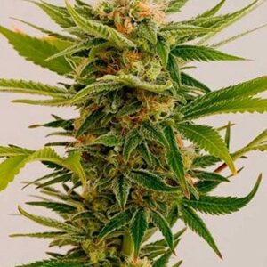 Sour Diesel Fem Growers Choice cannabis plant