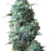 Sour Kush Autoflowering Growers Choice Cannabis plant