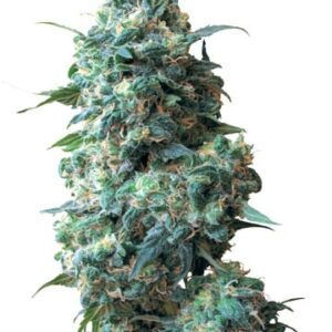 Sour Kush Autoflowering Growers Choice Cannabis plant