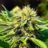 White Rusian Fem Growers Choice Cannabis