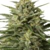 White Widow Fem Growers Choice Cannabis Plant