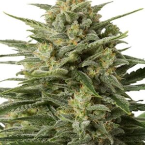 White Widow Fem Growers Choice Cannabis Plant