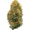 White Widow Fem Growers Choice Cannabis Bud