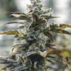 Strawberry Cough Autoflower Cannabis Plant