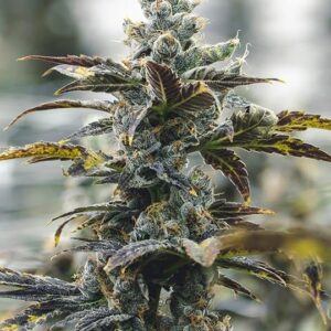 Strawberry Cough Autoflower Cannabis Plant