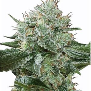 Super Boof Fem Growers Choice Cannabis Plant