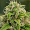 Super Sour Diesel Fem Growers Choice Plant