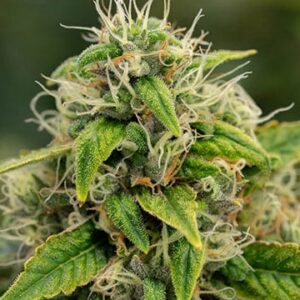 Super Sour Diesel Fem Growers Choice Plant