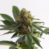 Alaska Thunderfuck Autoflower Growers Choice plant