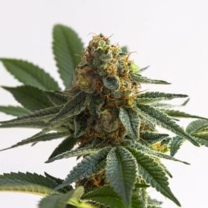 Alaska Thunderfuck Autoflower Growers Choice plant