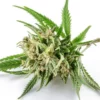 Gorilla Glue #4 Autoflower Growers Choice Cannabis