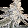 White Truffle Fem Growers Choice Cannabis Plant