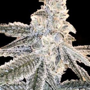White Truffle Fem Growers Choice Cannabis Plant