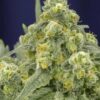 White Widow Fem Growers Choice Cannabis