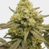 Zoap Fem Growers Choice Cannabis Plant