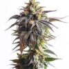 White Widow Autoflower cannabis plant