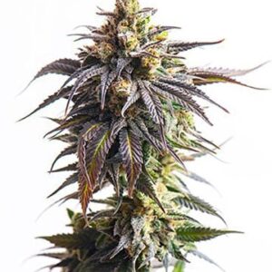 White Widow Autoflower cannabis plant