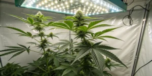 Cookies Gelato Auto strain Grow Info