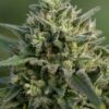 Girl Scout Cookies Fem Cannabis plant