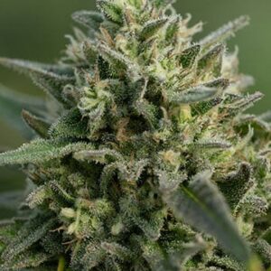 Girl Scout Cookies Fem Cannabis plant