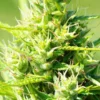 Gorilla Glue Fem Growers Choice-Cannabis