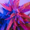 Granddaddy Purple Fem Growers Choice Cannabis