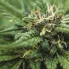 Grape Stomper Fem Growers Choice Cannabis