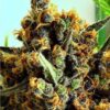 Ice Cream Fem Growers Choice Cannabis