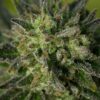 White Truffle Fem Growers Choice Cannabis