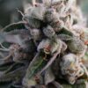 OG Kush Fem Growers Choice Cannabis