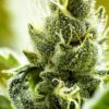 Obama Kush Fem Growers Choice Cannabis