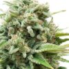 Bud Runtz Growers Choice