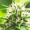 Snoop Dogg OG Fem Growers Choice Cannabis