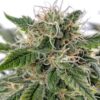 Sour Diesel Fem Growers Choice cannabis