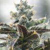Strawberry Cough Autoflower Cannabis