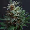 Ice Crean Cake Autoflower Growers Choice Cannabis Plant