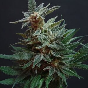 Ice Crean Cake Autoflower Growers Choice Cannabis Plant