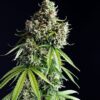 Mimosa Autoflower Growers Choice Cannabis Plant