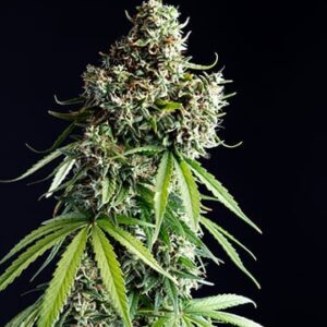 Mimosa Autoflower Growers Choice Cannabis Plant
