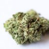 Bud Runtz Growers Choice
