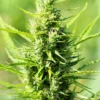 Gorilla Glue Fem Growers Choice-Cannabis Plant