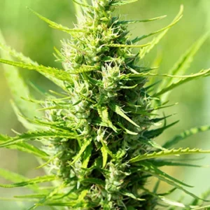 Gorilla Glue Fem Growers Choice-Cannabis Plant