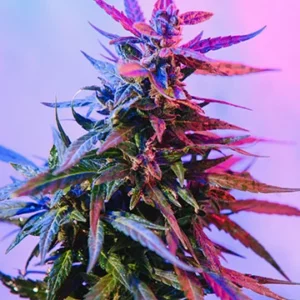 Granddaddy Purple Fem Growers Choice Cannabis Plant