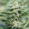 Grape Stomper Fem Growers Choice Cannabis Plant