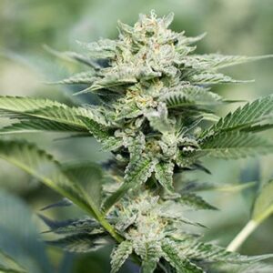 Grape Stomper Fem Growers Choice Cannabis Plant