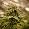 Ice Cream Fem Growers Choice Cannabis plant
