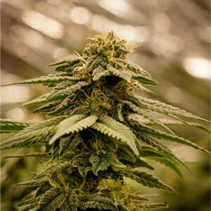 Ice Cream Fem Growers Choice Cannabis plant